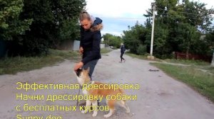 Дрессировка щенка Акиты.  Команда "рядом"- обучаем акиту команде.
