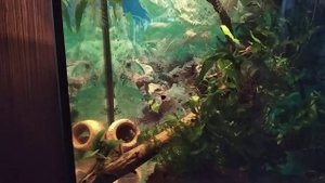 Нерест Коридорас Джули