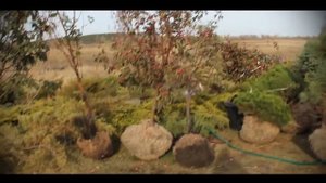 Яблоня декоративно-плодовая: "Ола" и "Маковецки"