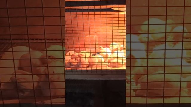 ?Перепела Техасский бройлер. Цыплята с инкубатора.? Где мы купили инкубационные яйца перепелов.