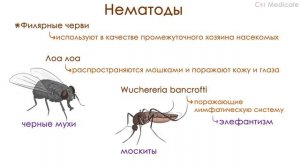 Противоглистные/противогельминтные средства - немного о паразитах, механизм действия, побочка