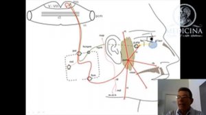 Лицевой нерв Проф Изранов В А