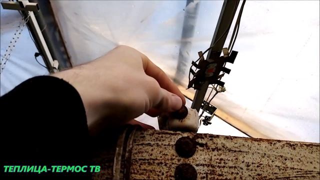 Хлороз на огурцах! Какой именно?