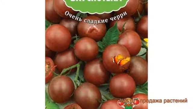 Томат обыкновенный Черный шоколад ? обзор: как сажать, семена томата Черный шоколад смотреть онлайн
