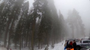 SEQUOIA - ЗИМА В КАЛИФОРНИИ