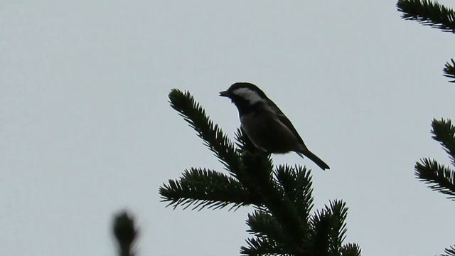 №2760 12 11 2022 Московка осенью смотреть онлайн