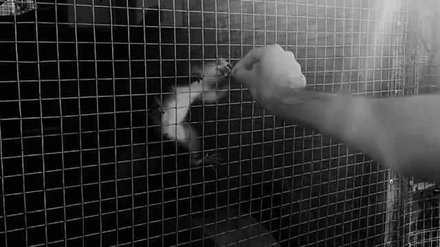 Будни Rumba-Raduga | Круговорот белки в неволе смотреть онлайн