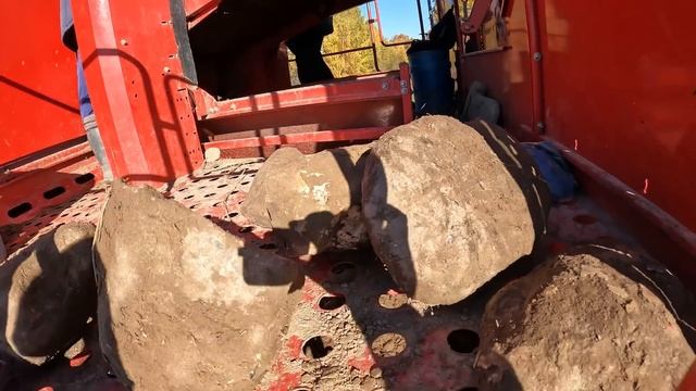 Уборка картофеля 2022 в Сандовском районе / Поздний сбор урожая / Сорт Балтик Роуз / GRIMME / КОЛНА смотреть онлайн