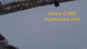 ПЕРВЫЙ ЛЕД! Щука на леску 0.07.