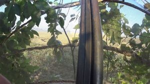 ОХОТА НА ВЯХИРЯ С ПРОФИЛЯМИ. Вяхирь готовиться к отлёту.