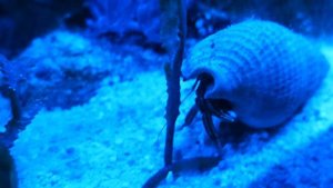 Морской аквариум 30 литров