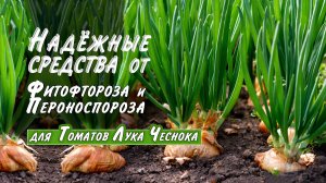 Препараты от фитофтороза, пероноспороза