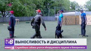 Выносливость и дисциплина. Служебные собаки учатся обнаруживать оружие и боеприпасы