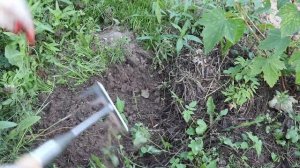 Как размножить чёрную смородину летом без хлопот?