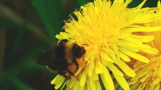 2022/05/18 - Шмель на жёлтых цветках одуванчика крупным планом смотреть онлайн