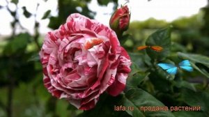 Роза парковая Фердинанд Пичад ? обзор: как сажать, саженцы розы Фердинанд Пичад