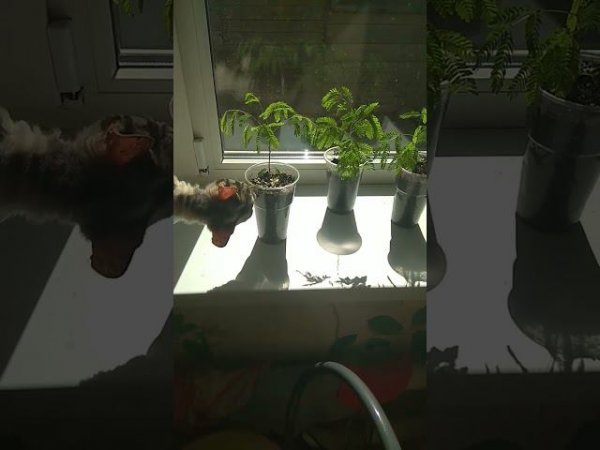 саженцы Ленкоранской альбиции