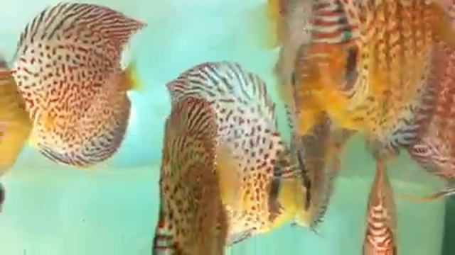 Eruption discus смотреть онлайн