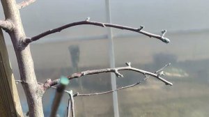 Сезон 2024 открыт! Результаты обрезки яблонь.