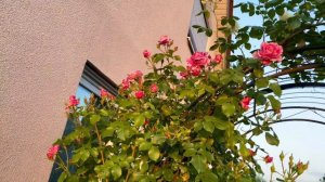 `Colibri Farbfestival' rose, First Flush, 2023