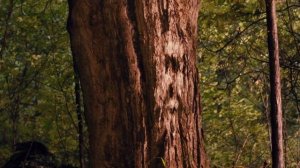 ДОМ В КОНЦЕ УЛИЦЫ 2012 x264 BDRip 720p