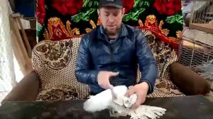 Nordkaukasus Tauben / Cеверокавказские бойные голуби  ( Герман Титов , Варваровка г.Анапа., Россия