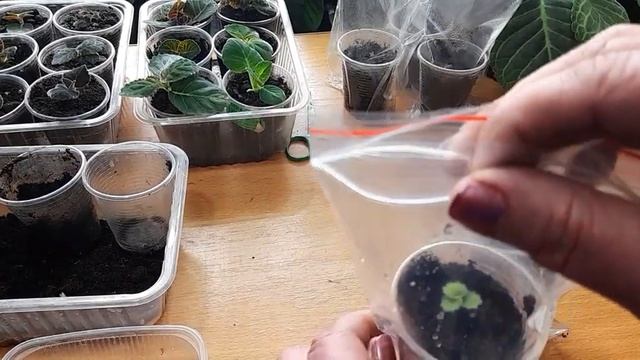 Глоксинии. От посадки клубня до цветения. смотреть онлайн