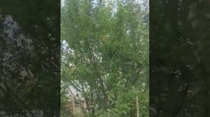 Дачные вести.Первый урожай  алычи.