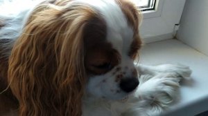 Мои домашние животные. Кто у меня живёт? Черепаха? собака? хомяк?