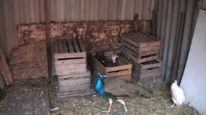 Павлин в домашних условиях