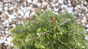 Хвойный  сад весной , что может быть прекрасней!!!