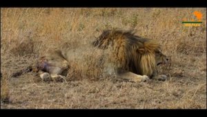 Wild Fauna / Прайд Вумби /  Lion Gangland / Жизнь Львов