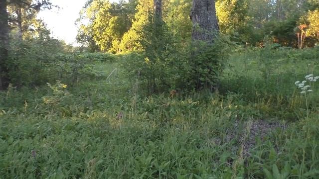 Экологическая катастрофа после борщевика, черёмуховая моль смотреть онлайн