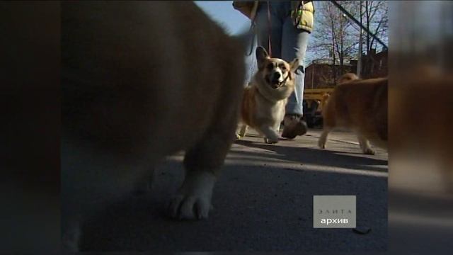 Собака-улыбака вельш-корги пемброк смотреть онлайн