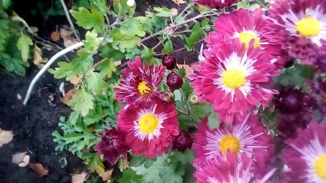 Хризантема Вышиванка смотреть онлайн