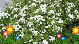 Спирея березолистная Исланд. Краткий обзор, описание характеристик spiraea betulifolia Islaind