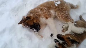 Семья Московских сторожевых