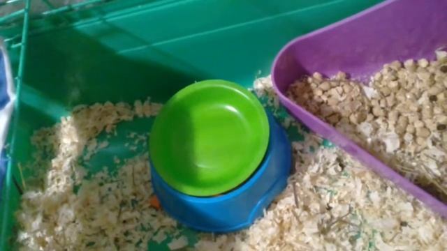 Клетка моего кролика смотреть онлайн