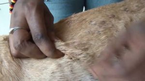 Remove mango worms from dog - Remove mango worms from dog skin Удалите манговых червей с кожи собак