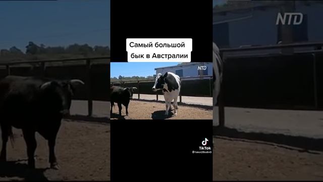 Самый большой бык в Австралии смотреть онлайн