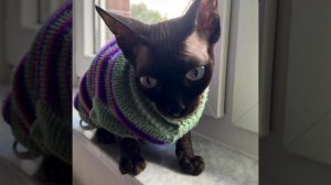 Домашние животные