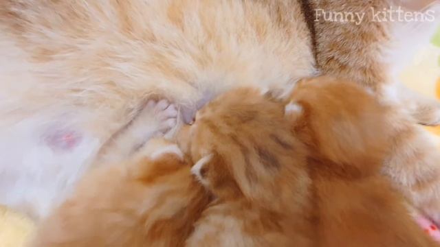 Котятам кошки Равенны 14 дней | Малыши подросли и уже открыли глазки