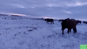 Неделя поиска лошадей.| Табунное коневодство.