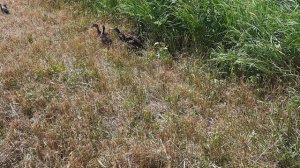 выпуск утки "кряквы" в охотугодья ВРООИР