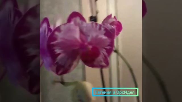 Цветение орхидеи! Фаленопсис Ред Роуз!