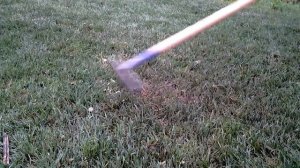 How to Overseed A Lawn