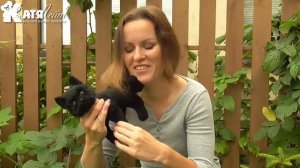 Черный котенок