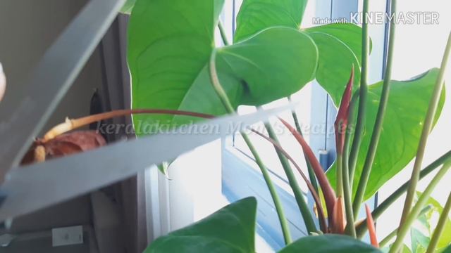 ആന്തൂറിയം നിറയെ പൂവിടാൻ/Anthurium care /Indoor plant care