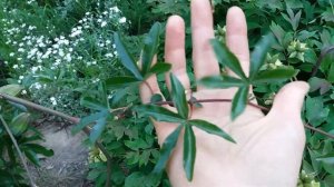 Пассифлора Кавалерская звезда. Новый сезон