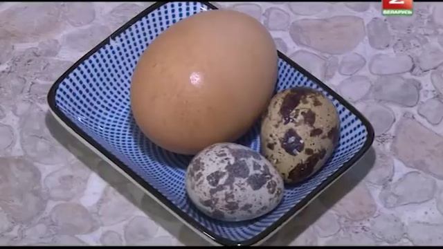 5 мифов о кошачьей еде